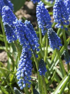 Muscari Aucherii Early Magic 7+ Muscari Aucherii Early Magic 7+