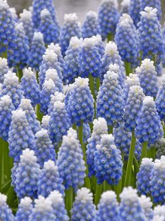 Muscari Aucherii Ocean Magic 7+ Muscari Aucherii Ocean Magic 7+