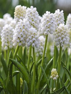 Muscari Aucheri White Magic 7+