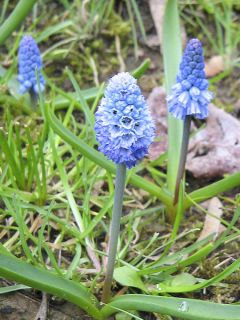 Muscari azureum Muscari azureum