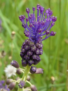 Muscari comosum - Muscari à toupet Muscari comosum - Muscari à toupet