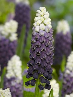 Muscari 'Grape Ice'