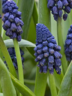 Bellevalia pycnantha - Muscari paradoxal Bellevalia pycnantha - Muscari paradoxal