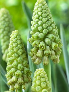 Bellevalia pycnantha Green Pearl - Muscari paradoxal Bellevalia pycnantha Green Pearl - Muscari paradoxal