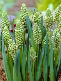 Bellevalia pycnantha Green Pearl - Muscari paradoxal