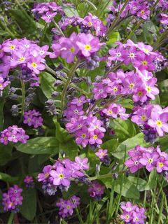 Myosotis Roi des Carmins - Myosotis sylvatica