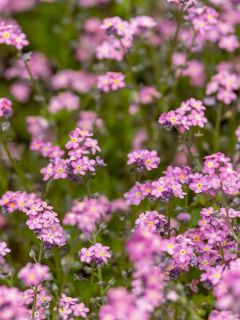 Myosotis 'Rose'