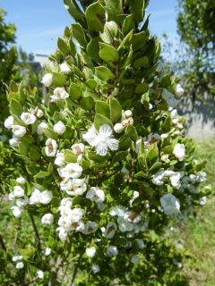 Myrtus luma - Myrte du Chili