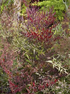 Nandina Plum Passion - Bambou sacré