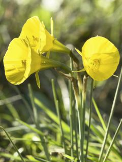 Narcisse Golden Bells