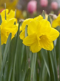 Narcisse Camelot, Narcisse à grande couronne