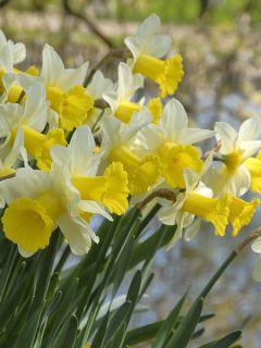 Narcisse Peeping Jenny