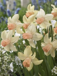 Narcisse 'Prototype'