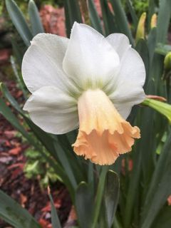 Narcissus cyclamineus Skype - Narcisse