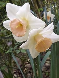 Narcisse Louise de Coligny