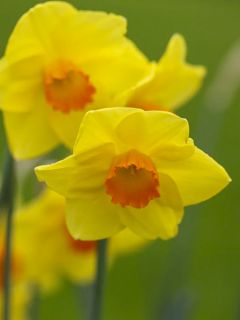 Narcisse Red Devon