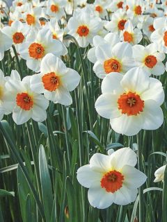 Narcisse Barret Browning