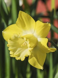 Narcisse Spellbinder