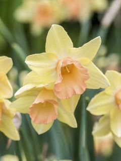 Narcisse Blushing Lady