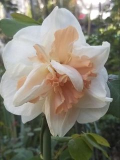 Narcisse Rosy Cloud