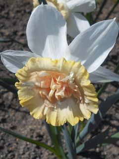 Narcisse double Petit Four  