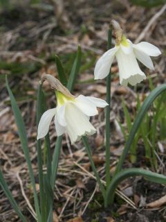 Narcissus moschatus
