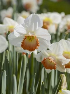 Narcisse Sophie Girl