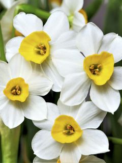 Narcisse tazetta Canaliculatus - Narcisse à bouquet