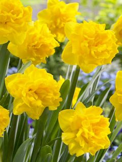 Narcisse Double Gold Medal