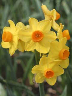 Narcisse Grand Soleil d Or