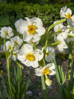 Narcisse tazetta Laurens Koster