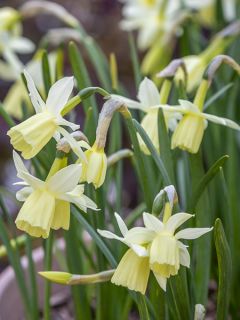 Narcisse Triandrus Lemon Drops