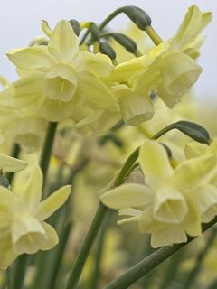 Narcisse Moonlight Sensation 