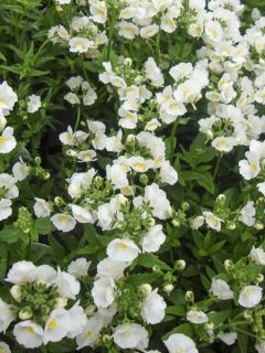 Nemesia Karoo White