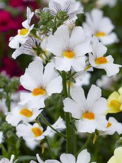 Nemesia sunsatia Anona