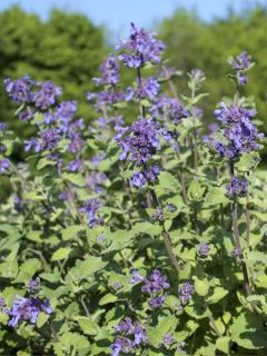 Cataire NT - Ferme de Ste Marthe