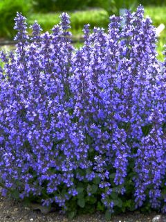 Nepeta Cat's Pajamas - népéta compact