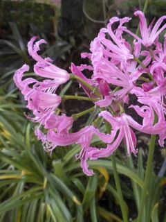 Nerine Flexuose Rose