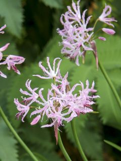 Nerine undulata - Nérine ondulée