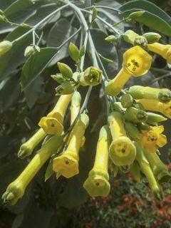 Nicotiana glauca