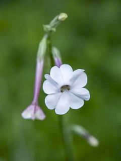 Nicotiana Suaveolens 