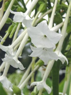 Graines de Nicotiana sylvestris - Tabac ornemental
