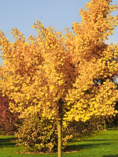 Arbre aux 40 écus 'Autumn Gold'