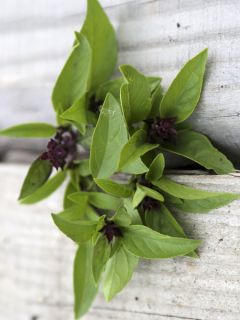 Basilic Anis AB - Ferme de Ste Marthe