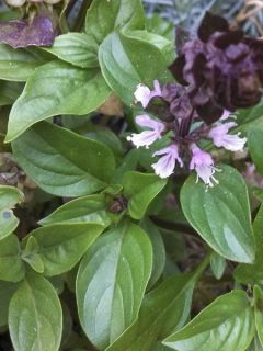Basilic Christmas - Ocimum basilicum