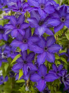 Clématite - Clématite Viva la Vida Zo18197 Clématite - Clématite Viva la Vida Zo18197