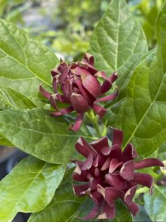 Calycanthus Michael Lindsay - Arbre aux anémones