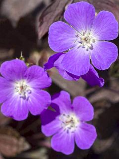 Geranium vivace maculatum Stormy Night