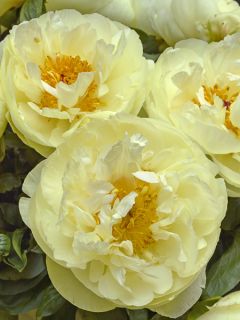 Pivoine lactiflora Lemon Chiffon 