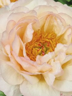 Pivoine lactiflora King's Day